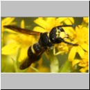 Ancistrocerus nigricornis - Faltenwespe m005c 8-9mm - Sandgrube Niedringhaussee-det.jpg